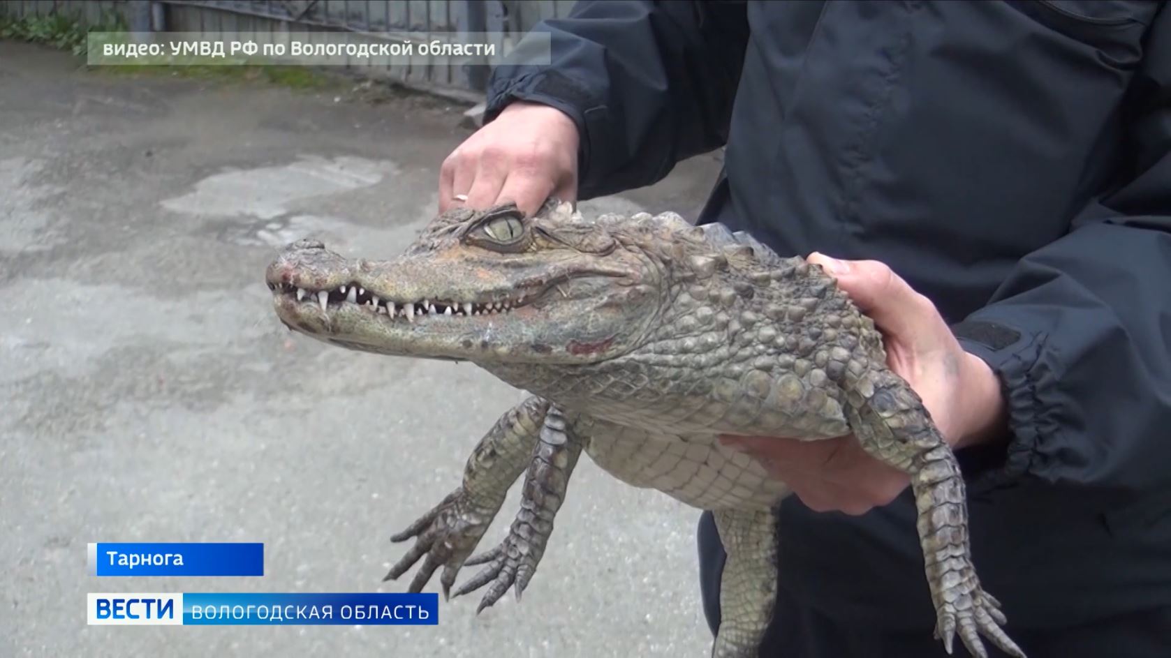 Житель Тарноги принёс в полицию живого крокодила